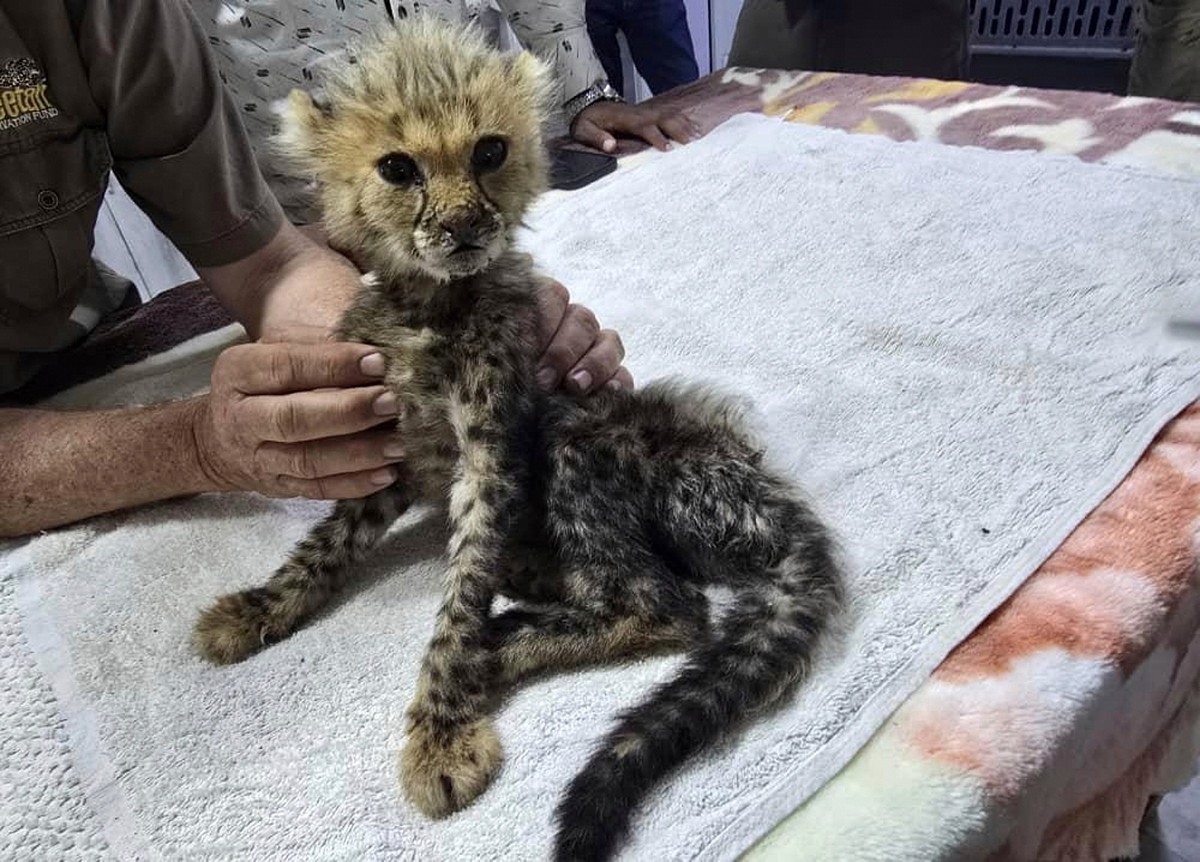 One of 10 cheetah cubs rescued from the illegal wildlife pet trade receives treatment at the Cheetah Rescue and Conservation Centre (CRCC) in Geed-Deeble on the outskirts of Hargeisa, Somaliland, a se ...
