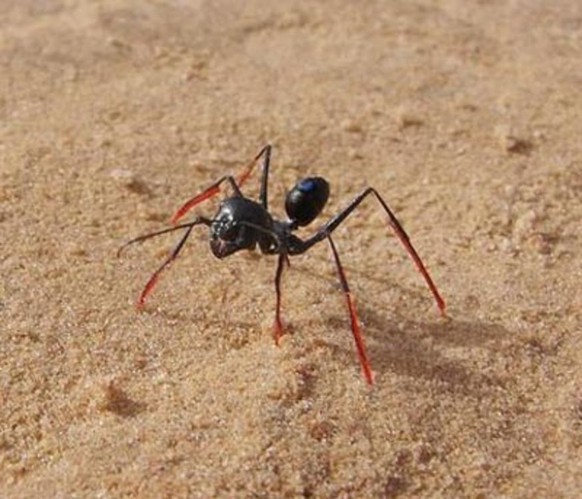 Auf Stelzen machen Ameisen längere Schritte – was sie bei gleicher Schrittzahl größere Entfernungen zurücklegen lässt.