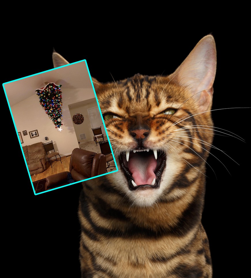 11 effektive Wege, seinen Weihnachtsbaum vor einer Aggro-Katze zu schützen