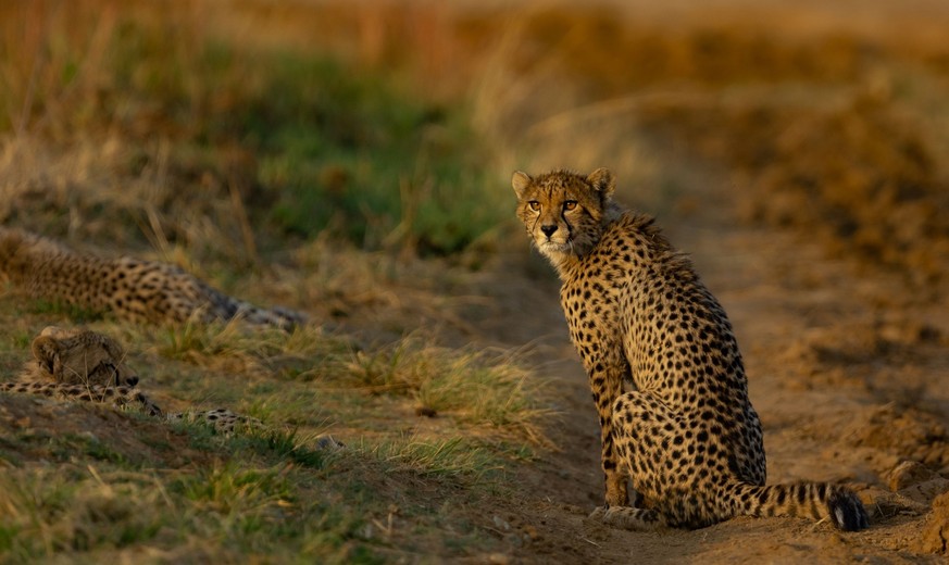 RECORD DATE NOT STATED A beautiful cheetah (Acinonyx jubatus) resting in the field in Rietvlei Nature Reserve, South Africa *** einer Sch