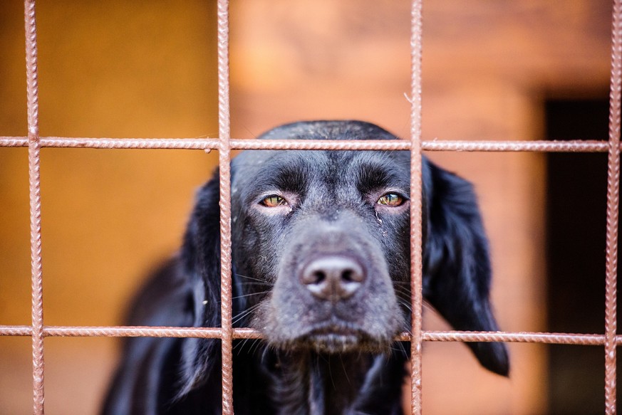 Einsamer Hund sucht Besitzer: Viele Tierheime haben jedoch keinen Platz mehr.