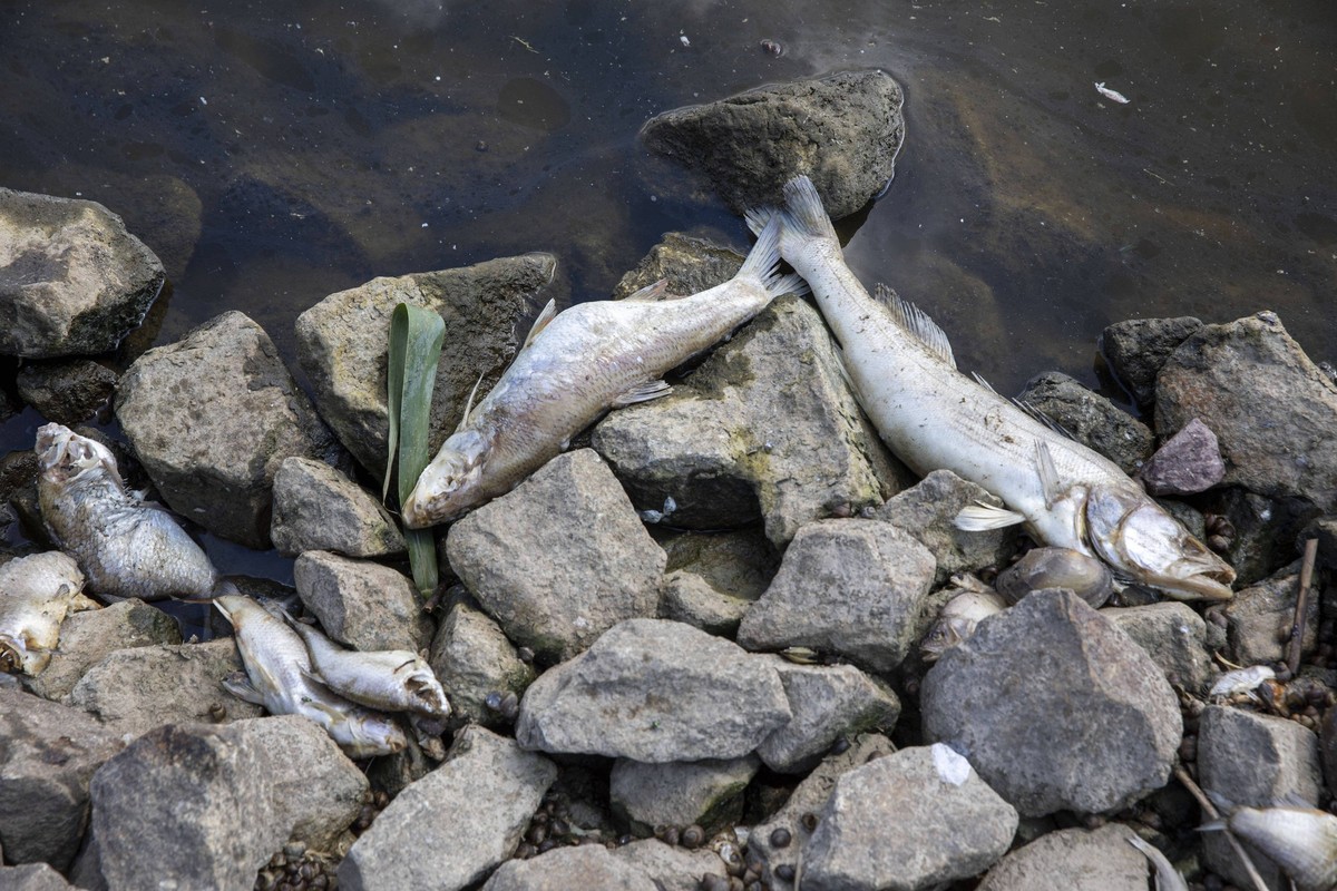 Deutschland, Uckermark, Schwedt/Oder, Fischsterben in der Oder, Tote Zander, 16.08.2022 *** Germany, Uckermark, Schwedt Oder, fish mortality in the Oder, dead zander, 16 08 2022