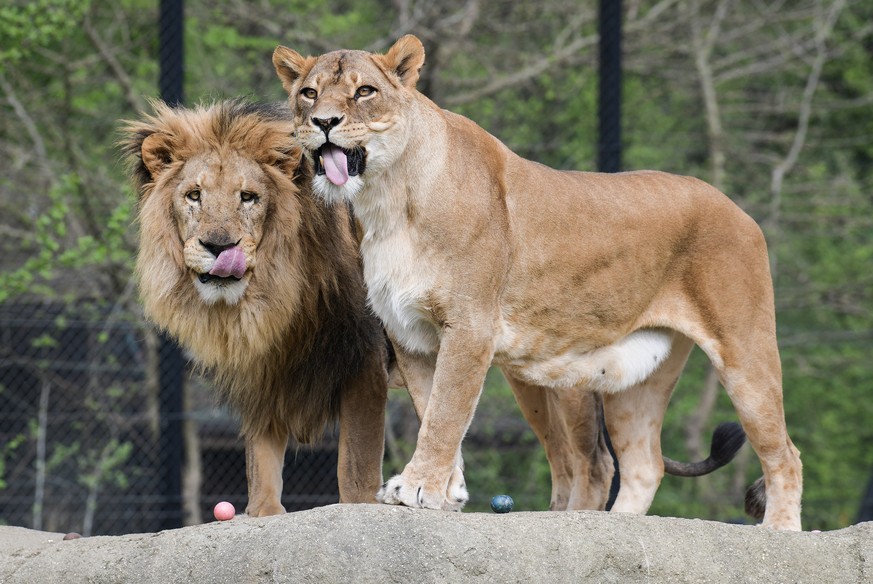 13.04.2020.,Zagreb, Croatia - Animals traditionally gets the Easter eggs in Zagreb Zoo 
Photo: Sandra Simunovic/PIXSELL |