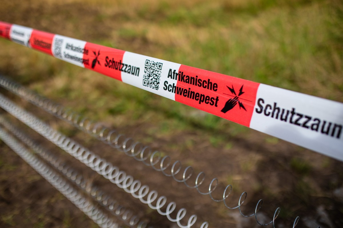 ARCHIV - 05.08.2024, Baden-W�rttemberg, Mannheim: Ein Absperrband mit der Aufschrift &quot;Afrikanische Schweinepest&quot; h�ngt �ber einem Elektro-Schutzzaun. Wegen der Ausbr�che der Afrikanischen Sc ...
