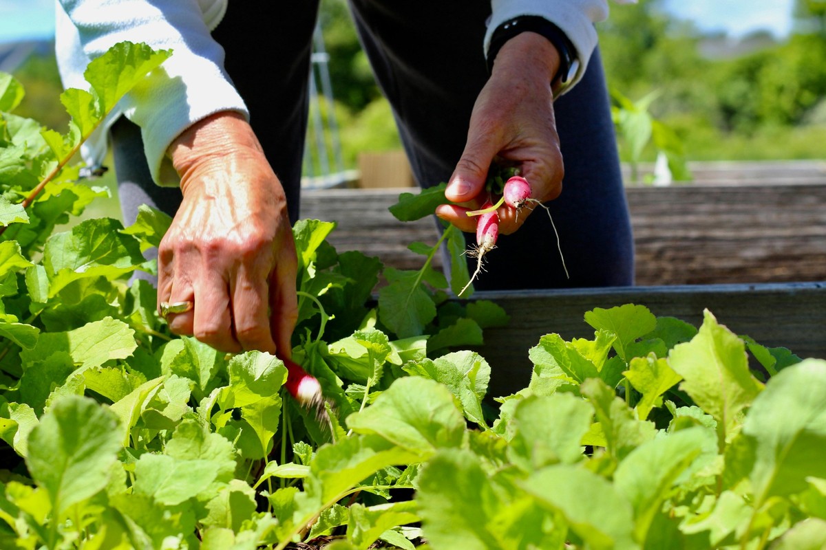 Gemüsebeet Beet Garten Pflanzen