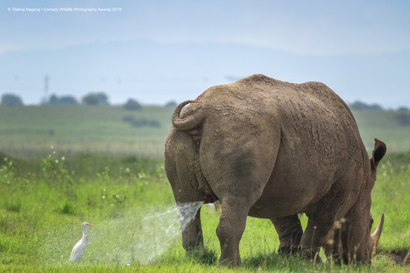 The Comedy Wildlife Photography Awards 2019
TILAKRAJ NAGARAJ
NAIROBI
Kenya
Phone: +254726088361
Email: gntilakraj@gmail.com
Title: Warning! Territory Marking, follow at your own risk.
Description: One ...