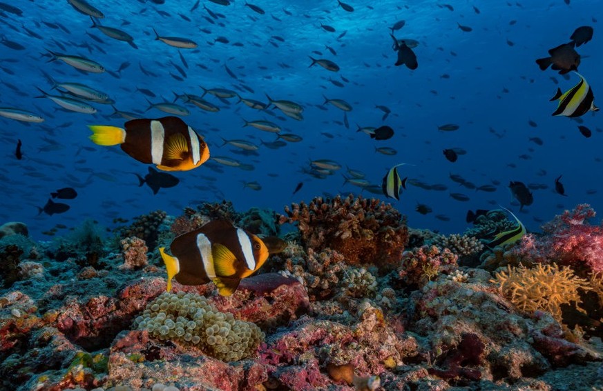 MALDIVES, INDIAN OCEAN - APRIL 2017: Overview of a coral reef full of life with a couple of anemonefish (Amphiprion clarkii) and various reef fish on April 14, 2017, Maldives, Indian Ocean. As here, w ...