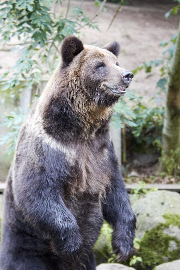 Hatte im Lockdown mehr für Trainigseinheiten übrig: ein Braunbär aus dem Zoo Schwerin.