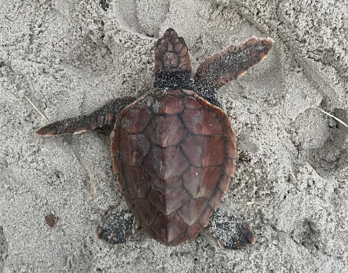 HANDOUT - 21.12.2023, Schleswig-Holstein, Hörnum (Sylt): Eine unechte Karettschildkröte (Caretta caretta) liegt am Hörnumer Weststrand im Sand. Ein Strandläufer fand das angespülte Tier am Strand. (zu ...