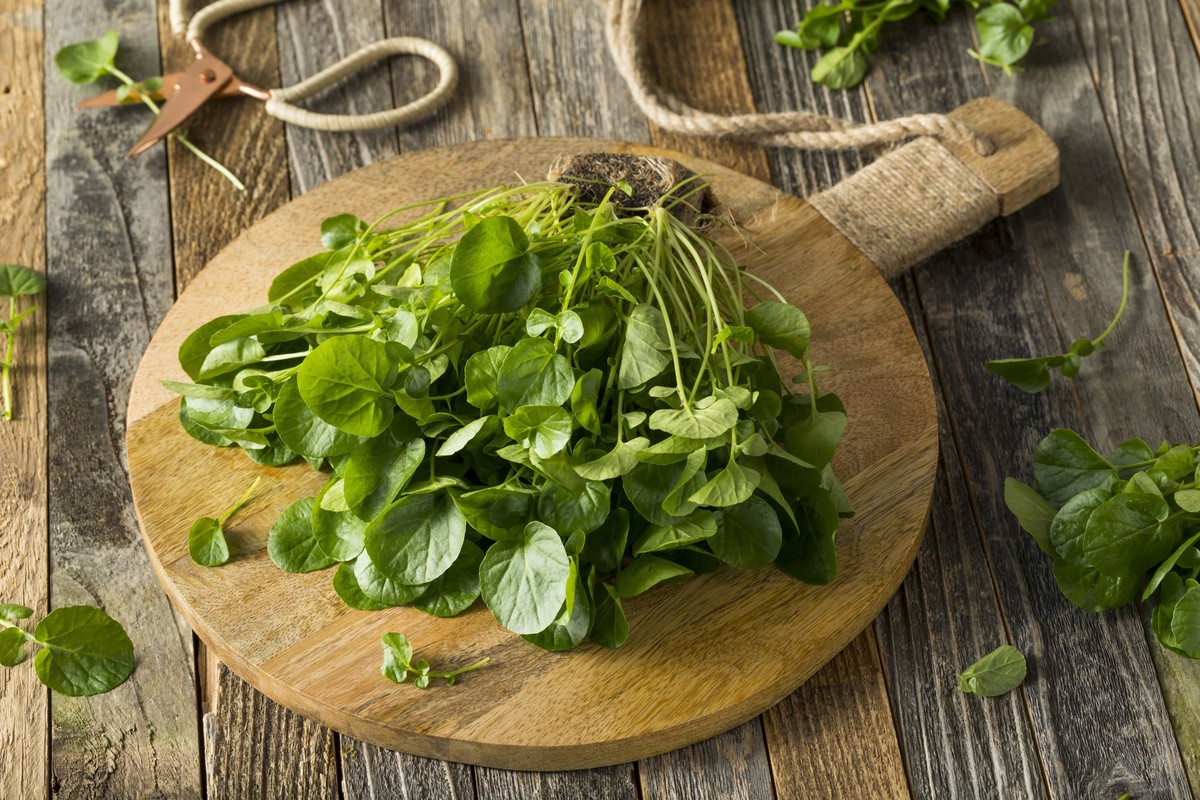 Raw Green Organic Living Water Cress Ready to Eat