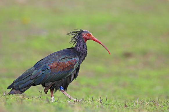 Waldrapp, Schopfibis, Maehnenibis, Klausrapp, Steinrapp, Klausrabe, Waldhopf (Geronticus eremita), laeuft im Gruenland, Spanien, Cadiz Hermit ibis, Nothern Bald Ibis (Geronticus eremita), walks in gra ...