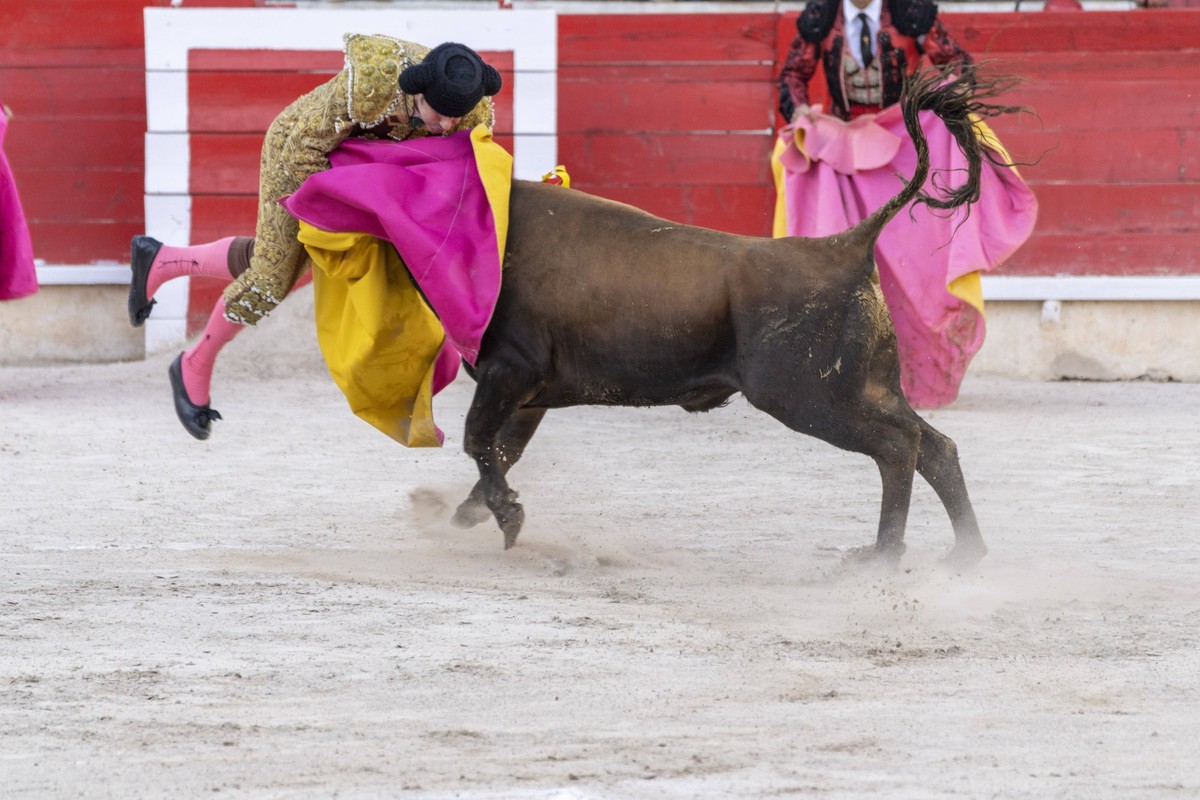 bullfighter capping a steer bullfighter capping a steer, heifer bullfight, Inca, Majorca, Balearic Islands, Spain Copyright: xZoonar.com/BartomeuxBalaguerxRotgerx 21487334
