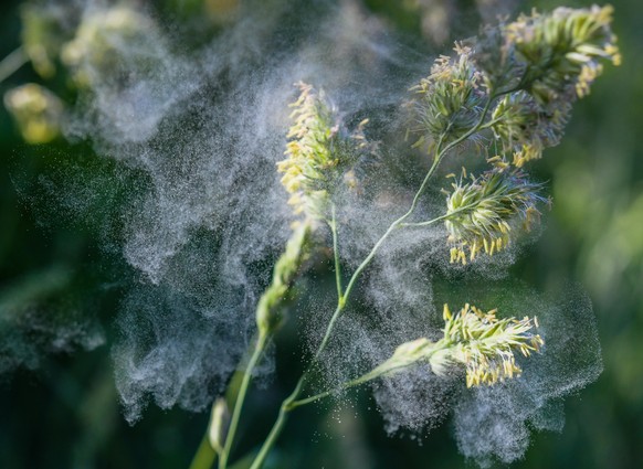 21.05.2018, Brandenburg, Sieversdorf: Pollen löst sich aus Gräsern an einem Wegrand. Foto: Patrick Pleul/dpa-Zentralbild/ZB