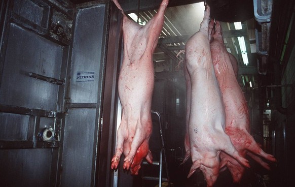 Bildnummer: 56831882 Datum: 01.04.1996 Copyright: imago/teutopress
Thema: Fleisch / Schlachthof (Schweineschlachtung) 04/96 mo Lebensmittel Industrie Fleisch Tier Schwein Schlachtung Featurefoto quer ...