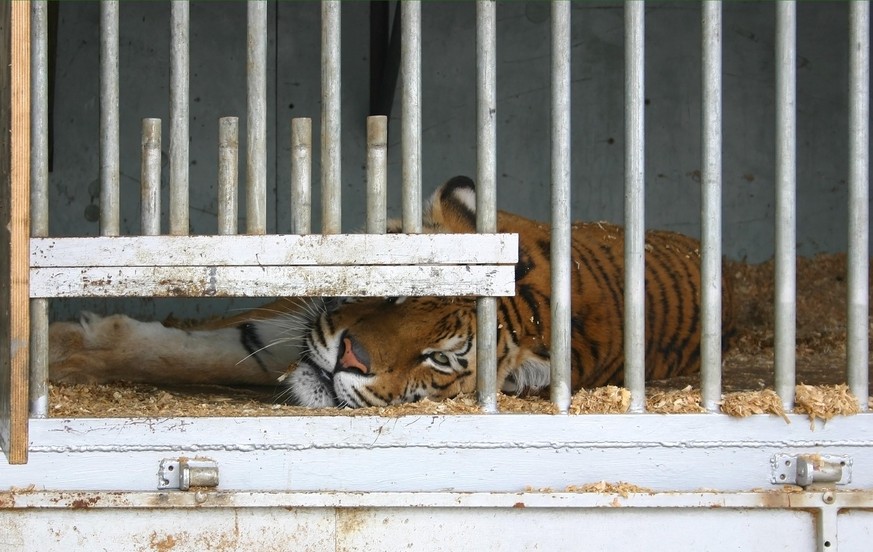 Locked up tiger in a circus caravan