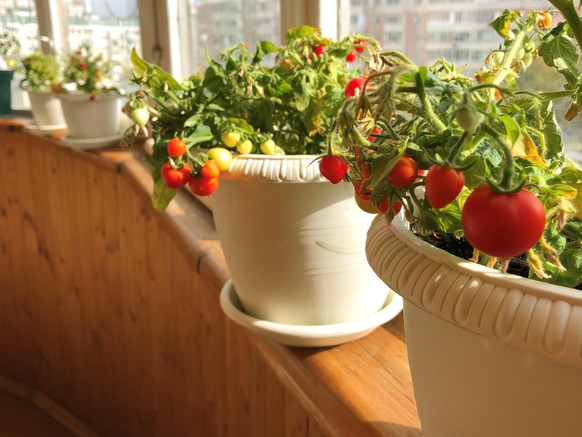 Balcony garden: ripe potted tomatoes on a balcony in a residential apartment building. Copy space.