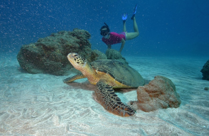 Auf ihrer Weltumsegelung macht die Familie immer wieder neue Bekanntschaften: Hier hat Meeresbiologin Sonja eine Schildkröte gesehen.