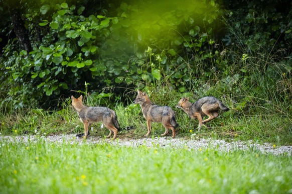 Group of Young Golden Jackals in Summer.