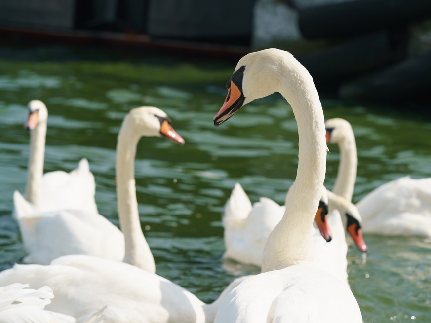 Flock of white beautiful swans is swimming in the Baltic sea in the harbor in the sunny summer day. Concept of the beauty in nature.