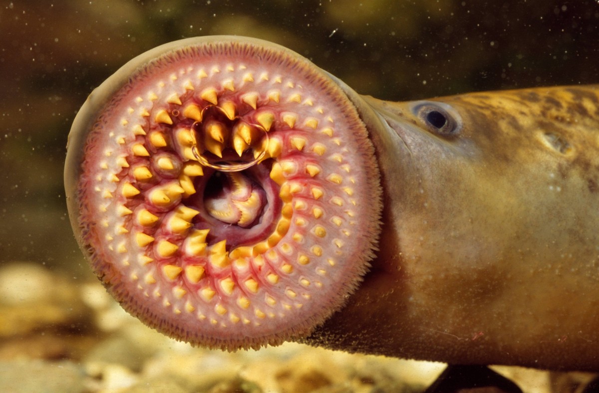 Meerneunauge, Meer-Neunauge Petromyzon marinus, Saugscheibe mit Raspelzaehnen, Deutschland, Rhein Sea lamprey Petromyzon marinus, toothed, funnel-like sucking mouth, Germany, Rhine BLWS677401 *** sea ...