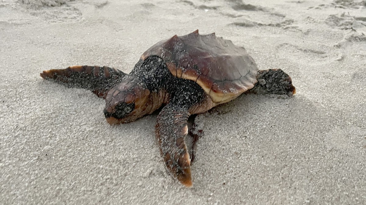 HANDOUT - 21.12.2023, Schleswig-Holstein, Hörnum (Sylt): Eine unechte Karettschildkröte (Caretta caretta) liegt am Hörnumer Weststrand im Sand. Ein Strandläufer fand das angespülte Tier am Strand. (zu ...