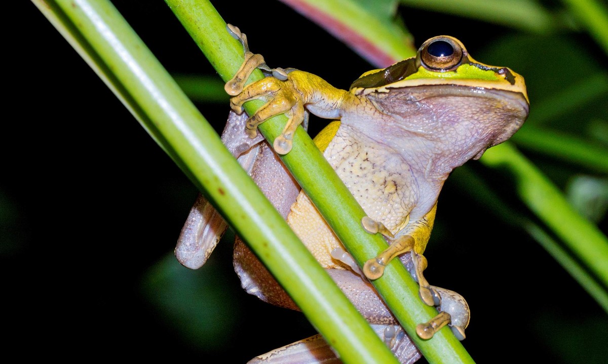 Der Nicaragua-Kreuzbandlaubfrosch ist in Panama und Costa Rica beheimatet.