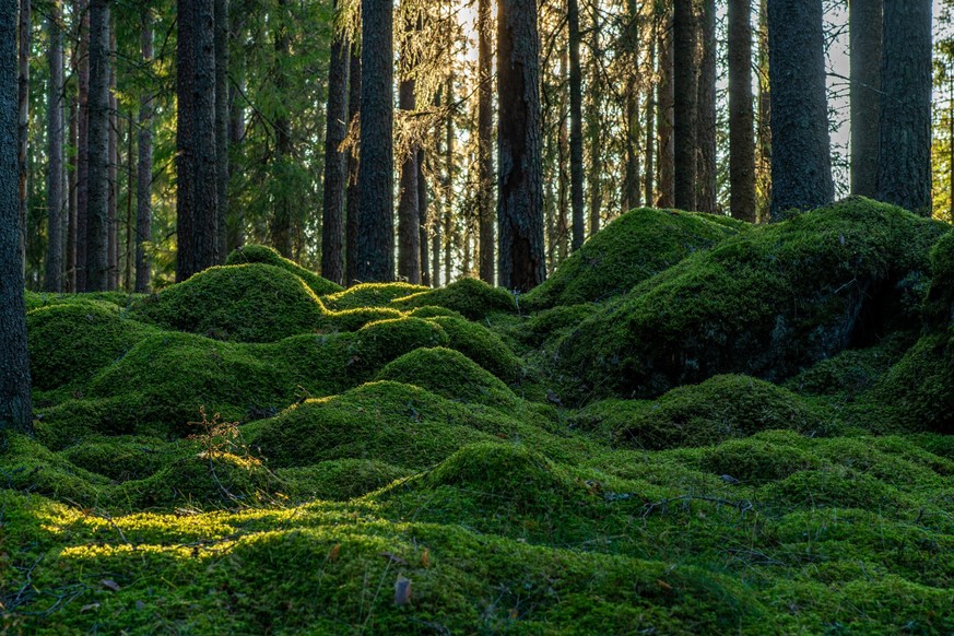 Beautiful pine and fir forest in Sweden with a thick layer of green moss covering the forest floor, some sunlight shining in through the branches