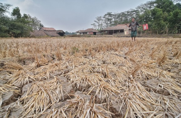 BEKASI, WEST JAVA, INDONESIA - 2019/08/27: A resident carries buckets of water through a dry paddy field.
The Meteorology, Climatology and Geophysics Agency has warned that the dry season may be drier ...