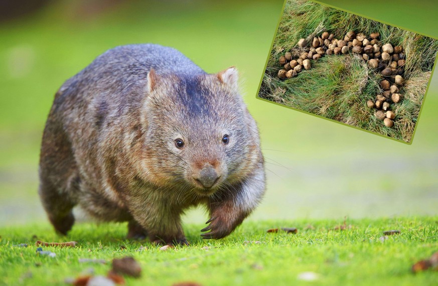 Wombats sch... 100 💩-Würfel am Tag – endlich (!) wissen wir warum