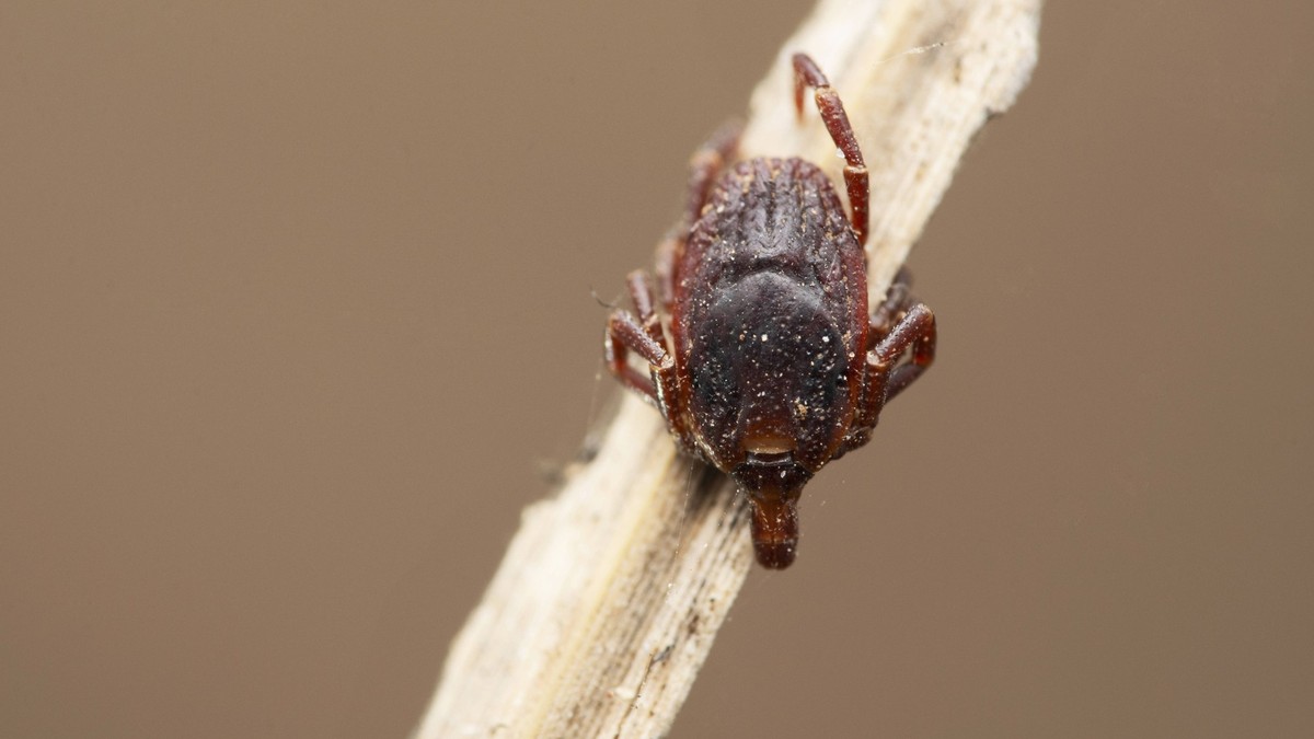 Hard bodied tick, Hyalomma marginatum at Satara, Maharashtra Hard bodied tick, Hyalomma marginatum at Satara, Maharashtra, India Copyright: xZoonar.com/RealityImagesx 20403858
