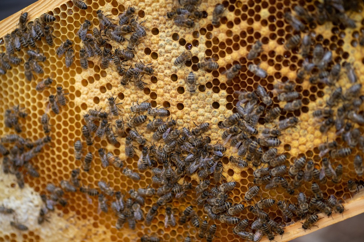 PRODUKTION - 25.03.2025, Rheinland-Pfalz, Trier: Bienen krabbeln an der Wabe eines Bienenstocks. Ein neues Bienenjahr ist gestartet, die gestreiften Insekten fangen an, Pollen und Nektar zu sammeln. ( ...