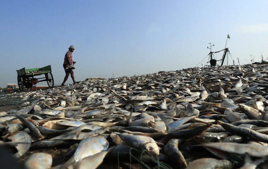 Indian workers segregate and dry fish at the Fishing Harbour in Visakhapatnam, India on June 16, 2022. The fishing fleet in Visakhapatnam handles an average of 1,000 tonnes of fish every day, providin ...