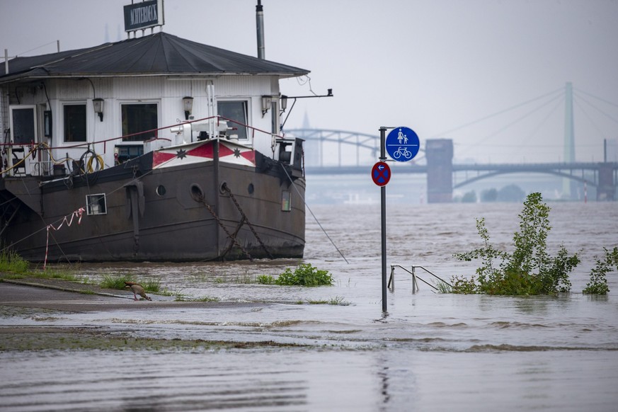 19.05.2024, Nordrhein-Westfalen, Köln: Blick auf den Hochwasser führenden Rhein. Teile des Uferbereiches sind überflutet. Foto: Thomas Banneyer/dpa +++ dpa-Bildfunk +++