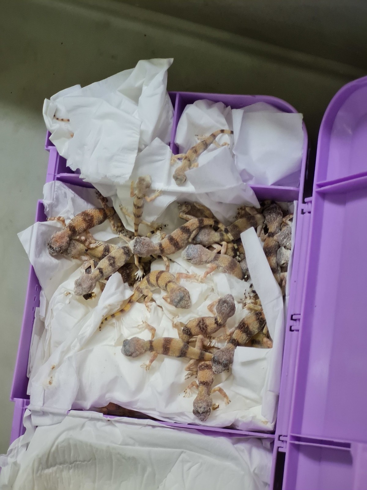 Die Tiere wurden in extrem kleinen Behältern transportiert.