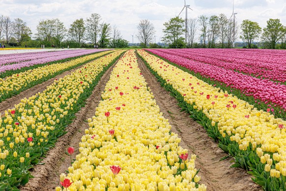 Ein buntes Tulpenfeld bei Büttgen bietet im Frühling ein beliebtes Fotomotiv und zieht mehrere Besucher an. Das Feld mit den unterschiedlichen Sorten von Tulpen gehört zum Familienbetrieb Degenhardt w ...