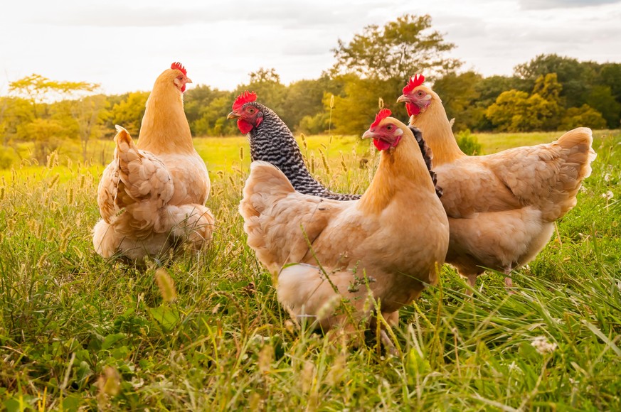 A flock of chickens in search of food late in the day