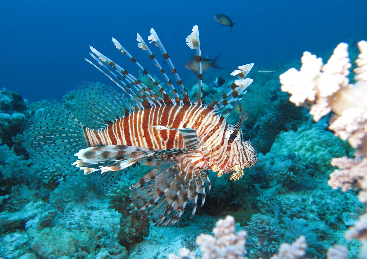 Rotfeuerfisch (Pterois volitans), Brother Islands, Rotes Meer, Aegypten /