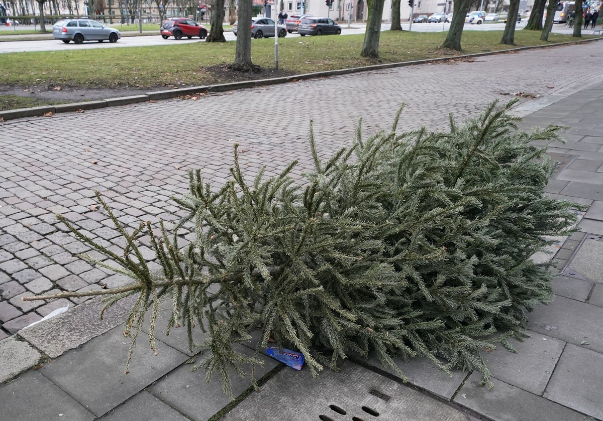 28.12.2023, Hamburg: Ein Weihnachtsbaum liegt auf einem Gehweg im Stadtteil St. Georg. Foto: Marcus Brandt/dpa +++ dpa-Bildfunk +++