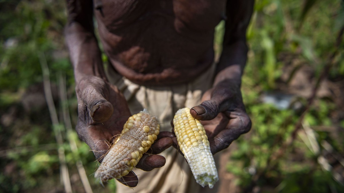 The Kondh Adivasis rural peoples group from Odisha have been impacted by the changing rainfall pattern in India. During my work in Muniguda, it rained during the harvest season which had a huge impact ...