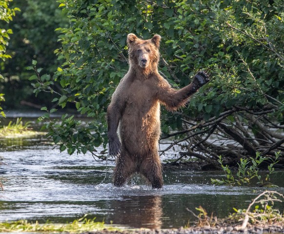 The Comedy Wildlife Photography Awards 2020