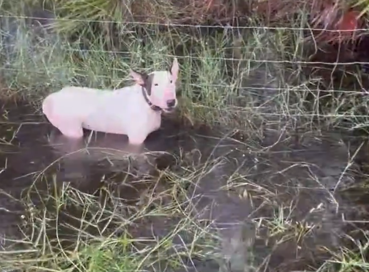 Die Polizeibeamten fanden den Hund irgendwo auf einem Feld in Tampa.