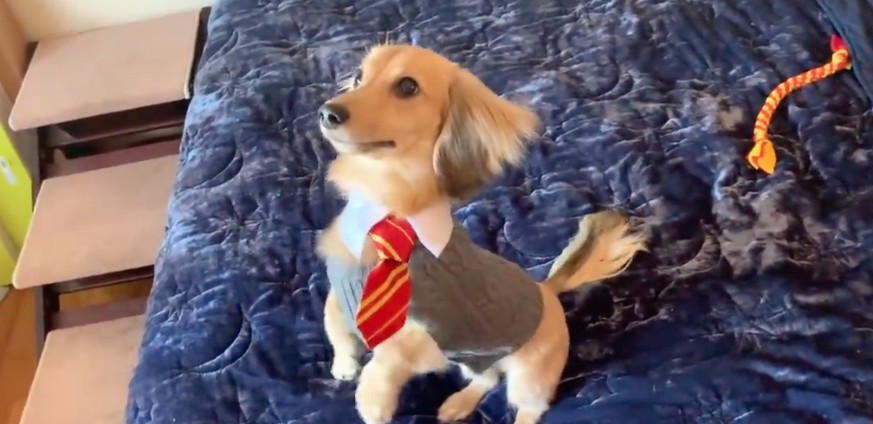"Wingardium Leviosa": Dieser Hund hört auf Zaubersprüche aus "Harry Potter"