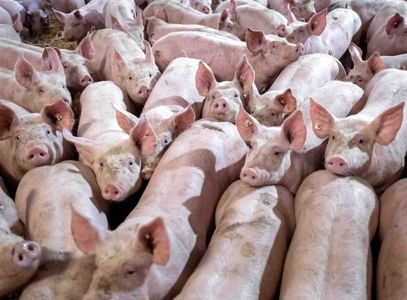 ARCHIV - 06.01.2023, Niedersachsen, Kirchlinteln: Eine Gruppe von Schweinen in einem Mastbetrieb wird auf Stroh gehalten. Die Zahl der in Deutschland gehaltenen Schweine ist erstmals seit drei Jahren  ...