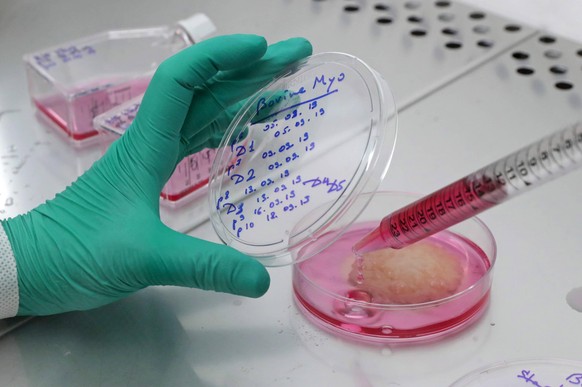 MOSCOW, RUSSIA SEPTEMBER 27, 2019: Producing cultured meat in a lab at the Ochakov Food Ingredients Plant OKPI. Vyacheslav Prokofyev/TASS PUBLICATIONxINxGERxAUTxONLY TS0BC99F