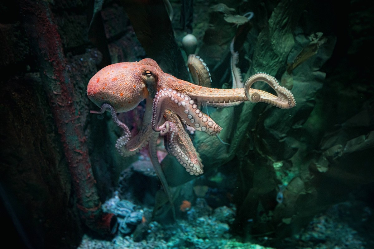 A penguin optical illusion, a shark bathed in sunlight and a playful rhino - the secret lives of animals in UK zoos revealed in stunning detail Story from Jam Press Secret Zoo Life Pictured: Runner up ...