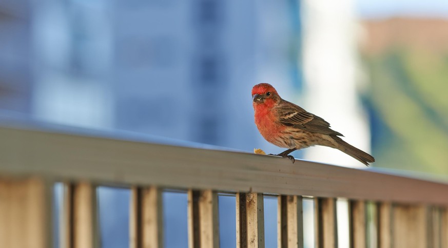Shot of a House Finch - but it looks a little bit different in Hawaii, more orange in the early Oahu morning light - it does show off the coloration difference from the mainland House Finches. Maybe i ...