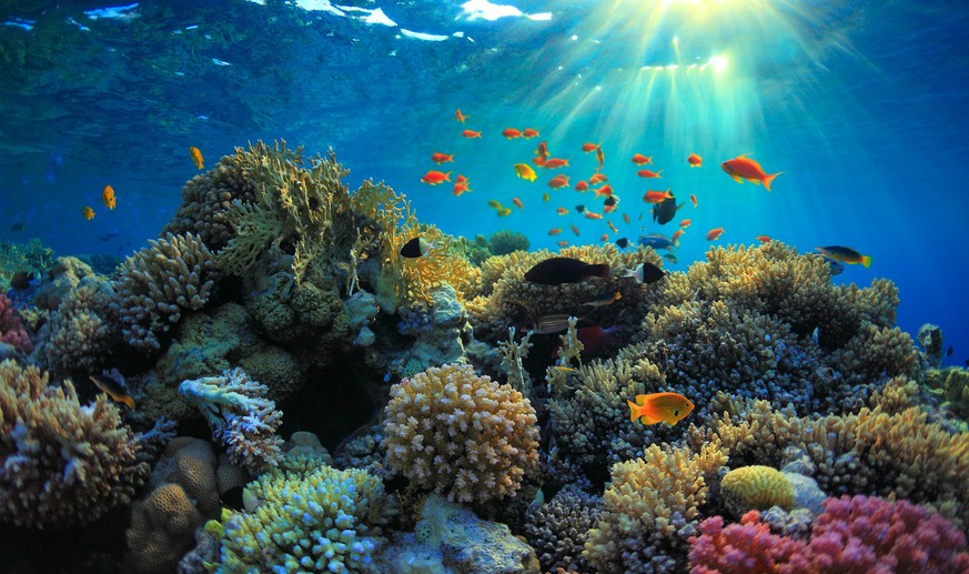 Der Klimawandel verursacht ein hohes Korallensterben. Um schnell neue Fundamente für die Pflanzen zur Verfügung zu stellen, hat sich ein Schweizer Unternehmen die 3D-Drucker-Technik zu Nutzen gemacht (Symbolbild). 