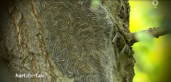 Der Eichen-Prozessionsspinner breitet sich massiv in deutschen Wäldern aus.