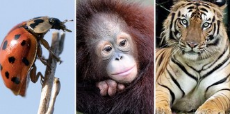 Gut gemeint, leider versagt – 3 Naturschutz-Projekte, die Tiere bedrohen