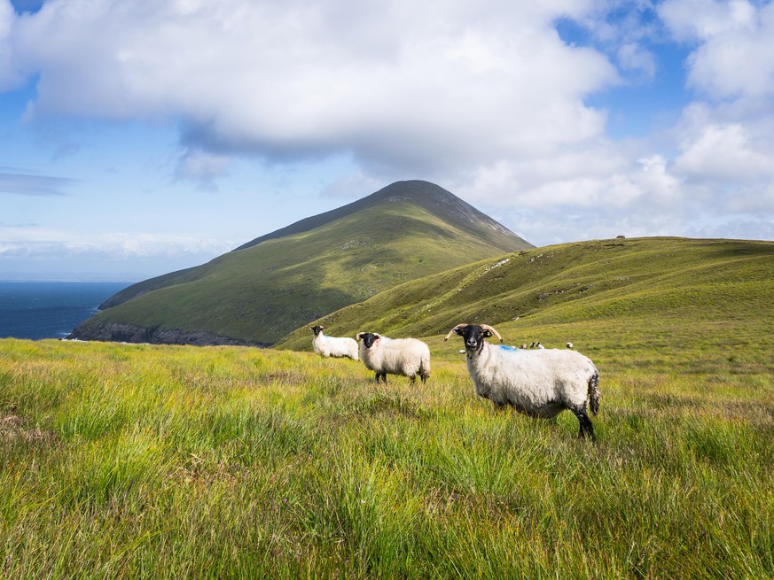 Für die Tiere und die Umwelt: Irischer Baron überlässt große Landflächen der Umwelt.